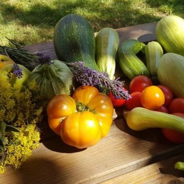 zelfverbouwde groenten uit moestuin van camping la gravouse in zuid frankrijk